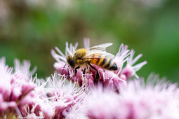 Biene saugt den Nektar aus rosa Blüten 