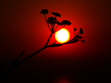 Sonne scheint hinter einer Blume