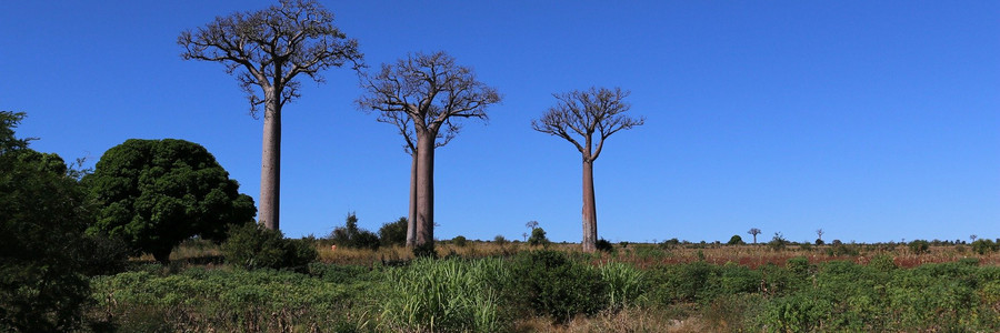 Drei Baboab Bäume unter blauem Himmel