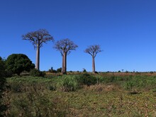 Drei Baboab Bäume unter blauem Himmel