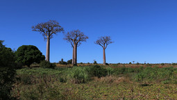 Drei Baboab Bäume unter blauem Himmel