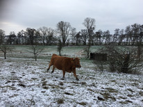 Eine Murnau-Werdenfelser Kuh rennt auf einer Streuobstwiese, welche mit Schnee bedeckt ist