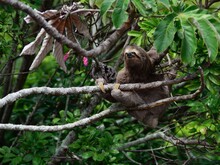Faultier sitzt auf einem Ast mittem im Regenwald