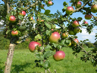 Ein Apfelbaum hängt voller reifer Früchte