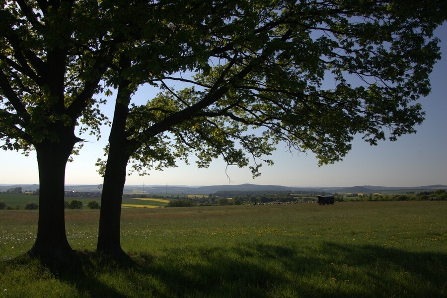 Tree in the shade Photo: Dr. H. Fried