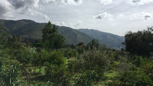 Grüne bewachsene Dynamische Agroforstparzelle in Bolivien