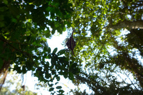 Eine Stachelspinne sitzt in ihrem Netz vor dem Hintergrund hoch aufragender Regenwaldbäume