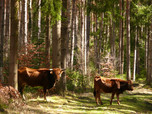 Zwei Taurusrinder überqueren einen sonnigen Waldpfad
