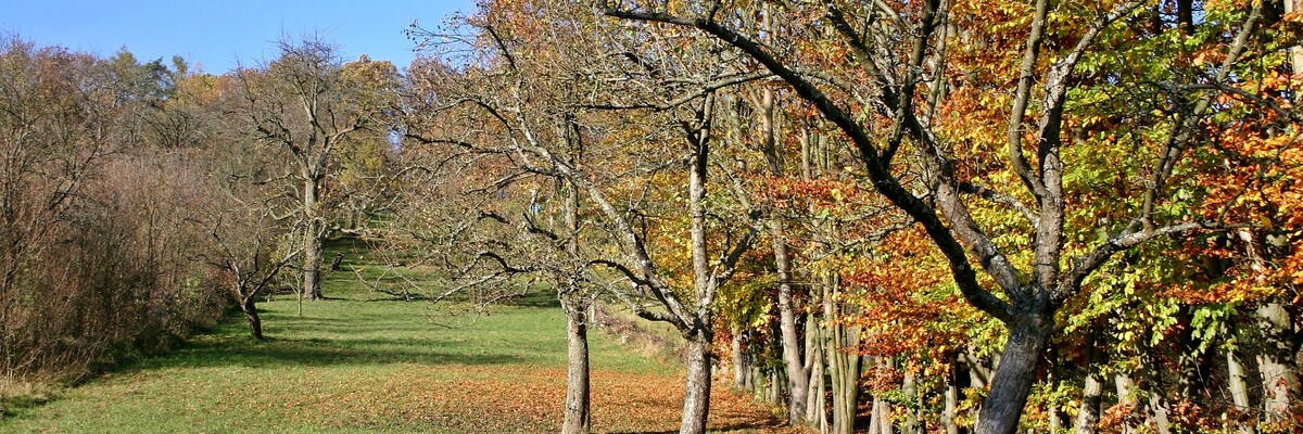Streuobstwiese im Herbst