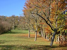 Streuobstwiese im Herbst