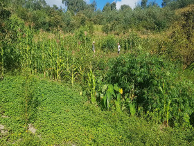 Dynamische Agroforst-Parzelle auf Madagaskar fügt sich nahtlos in noch bestehenden Wald ein