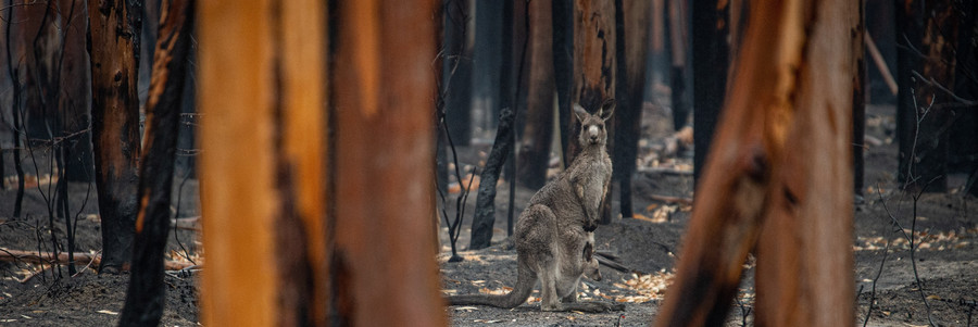 Ein Känguru mit Jungem im Beutel steht in einem abgebrannten Wald