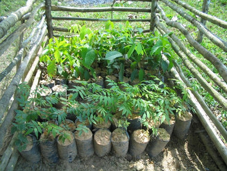 Herangezogene Baumsetzlinge stehen auf dem Boden in einer Baumschule des Naturschutzprojektes des Vereins Naturefund auf Madagaskar