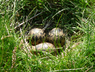 Drei braungefleckte Kiebitzeier liegen in einem Nest auf dem Boden