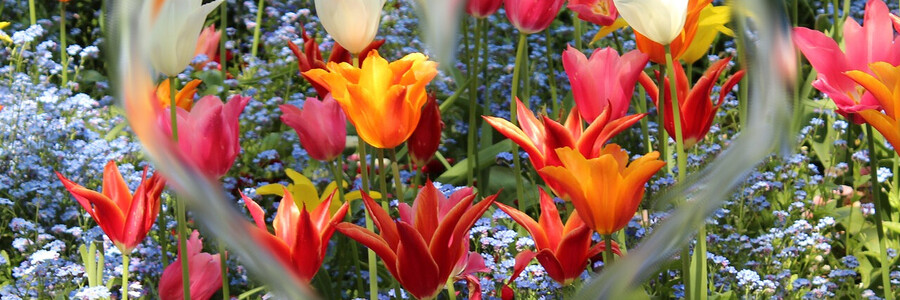 Blühende Tulpen auf Feld