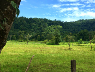 Abgeholztes Weidegrundstück am Rande von noch intaktem Regenwald in Costa Rica