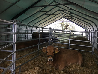 Eine Murnau-Werdenfelser Kuh liegt in einem Stall und guckt in die Kamera
