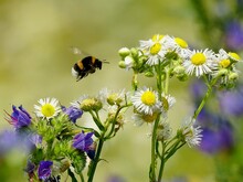 Hummel fliegt auf Blüten zu