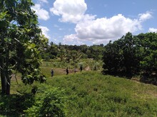 Dicht bewachsene Dynamische Agroforst Parzellen erstrecken sich hinter Grasflächen auf Madagaskar