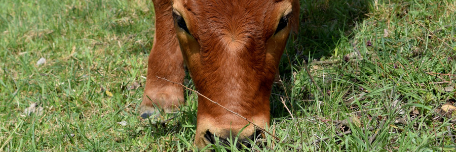 Kuh frisst Gras auf einer Weide
