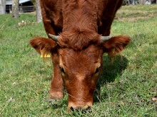 Kuh frisst Gras auf einer Weide