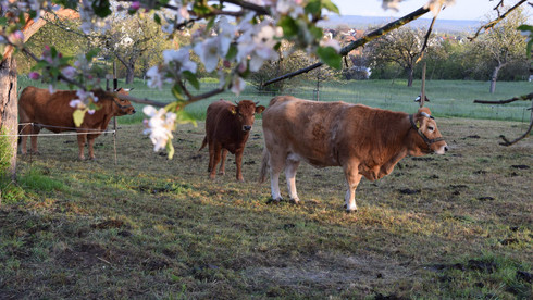 Drei Kühe stehen auf einer Weide unter blühenden Apfelbäumen