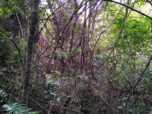 Dichter Dschungel im Hochlandregenwald von Ankafobe, Madgaskar