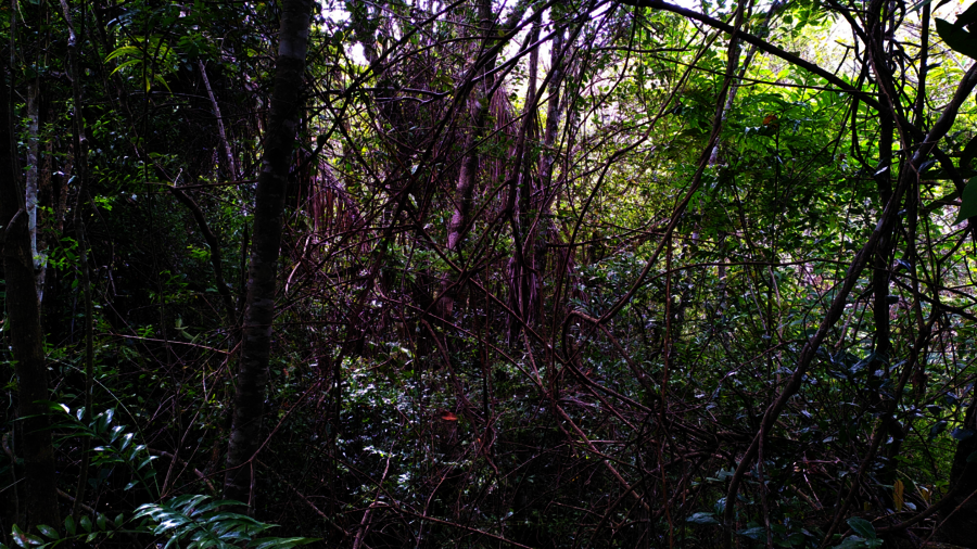 Dichter Dschungel im Hochlandregenwald von Ankafobe, Madgaskar