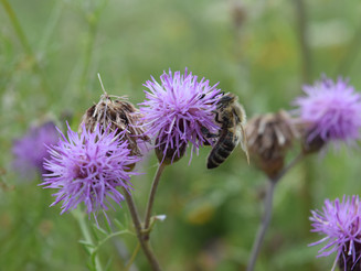 Wildbiene sitzt auf lila Blüten der Ackerkratz-Distel und sammelt Nektar