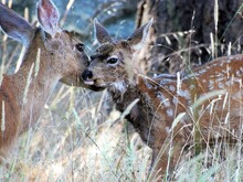  Zwei Rehe hinter Grashalmen