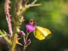 Zitronenfalter an lila Distelblüte