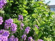 Lila Blumen und weitere Pflanzenarten wachsen dicht an dicht in einer Dynamischen Agroforst-Reihe