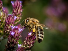 Biene sitzt auf Blume und hat Nektar an den Beinen
