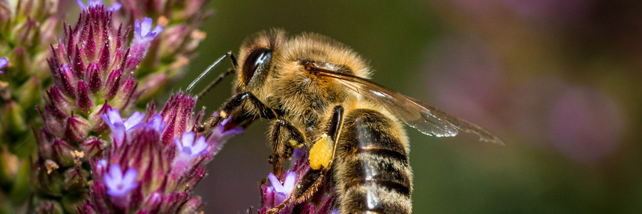 Biene sitzt auf Blume und hat Nektar an den Beinen