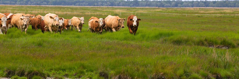 Rinder weiden auf den Salzwiesen der Insel Kirr in Mecklenburg Vorpommern