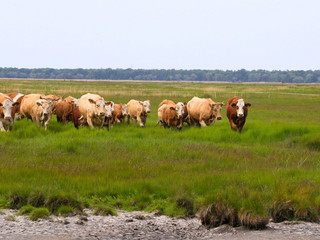 Rinder weiden auf den Salzwiesen der Insel Kirr in Mecklenburg Vorpommern