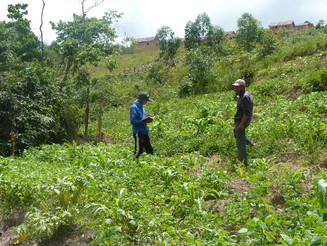 Zwei Personen stehen inmitten einer gerade zu wachsen beginnenden Dynamischen Agroforst Parzelle auf Madagaskar