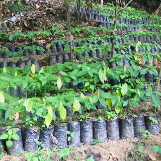 Viele verschiedene Baumsetzlinge stehen bereit zur Pflanzung auf abgeholzter Fläche im Nationalpark Patuca in Honduras