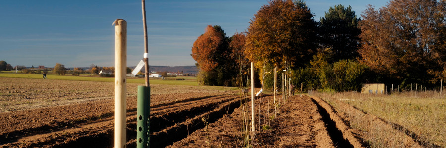 Baumreihe auf einem landwirtschaftliche betriebenem Acker