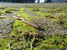Regenwurm schlängelt sich über Waldboden