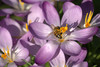 Biene sitzt auf lila Blüte