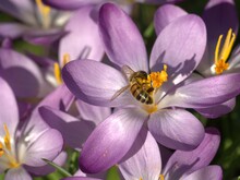 Biene sitzt auf lila Blüte