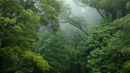 Blick in den Regenwald