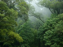 Blick in den Regenwald