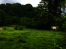 Rinder stehen auf Weide in Costa Rica, die sich an dicht bewachsenen Regenwald anschließt