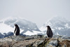 Zwei Pinguine stehen auf einem Berg vor dem Panorama schneebedeckter Berge