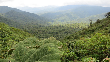 Blick über Regenwald in Costa Rica