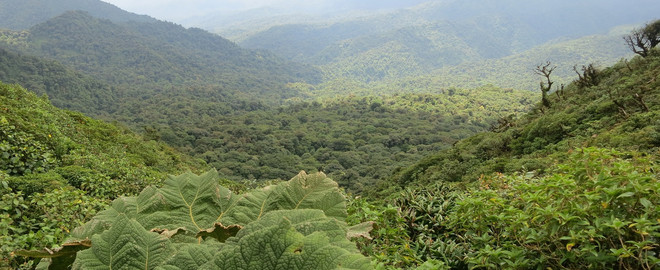 Blick über die dicht bewachsenen Hügel des Regenwaldes von Costa Rica
