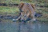 Ein Jaguar trinkt Wasser an einem Wasserloch