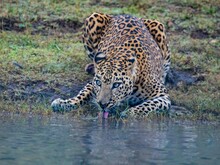 Ein Jaguar trinkt Wasser an einem Wasserloch